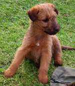 Irish Terrier puppy