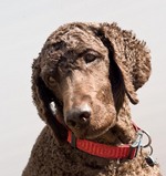 Irish Water Spaniel dog face