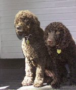 Irish Water Spaniel dogs