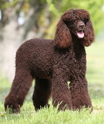 Irish Water Spaniel for a walk