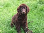 Irish Water Spaniel on the grass