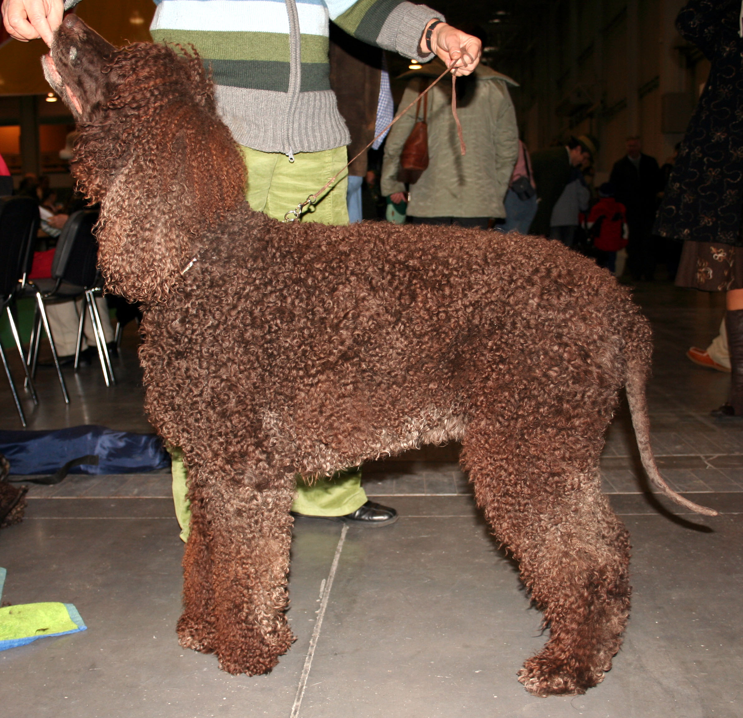 Irish Water Spaniel wallpaper