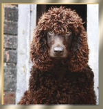 Irish Water Spaniel portrait