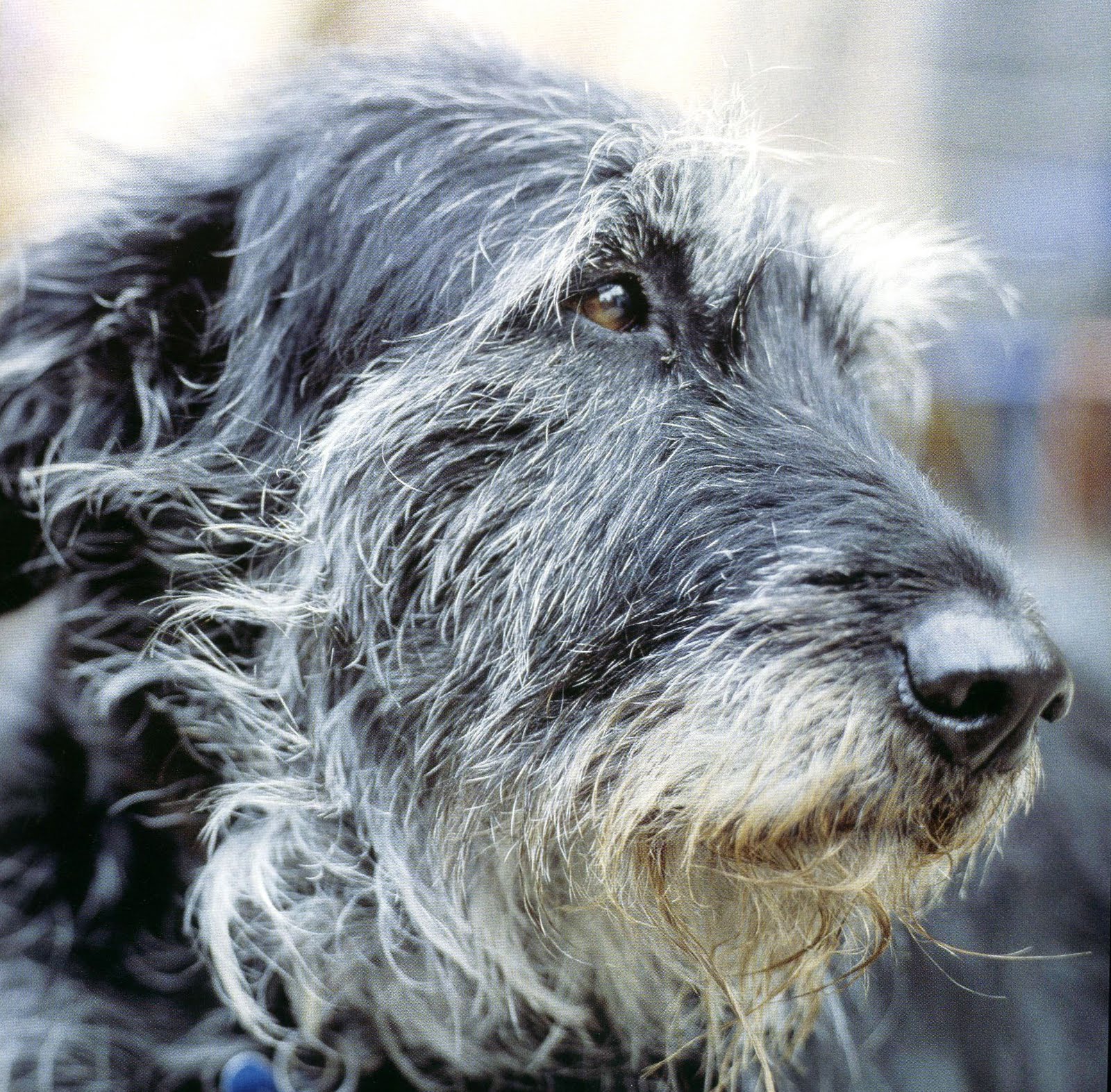 Irish Wolfhound dog face wallpaper