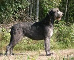 Irish Wolfhound dog in the forest