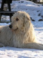 Irish Wolfhound dog in the snow