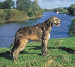 Irish Wolfhound dog near the water