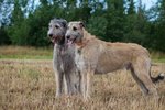 Irish Wolfhound dogs