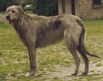 Irish Wolfhound 