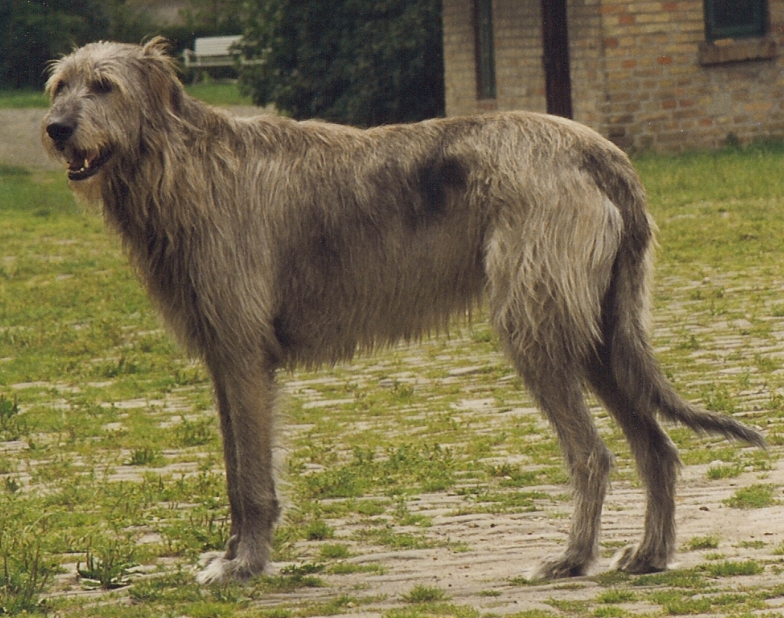 Irish Wolfhound wallpaper