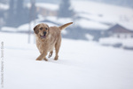 Istrian Coarse-haired Hound dog in the snow