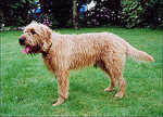 Istrian Coarse-haired Hound dog on the grass