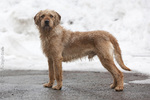 Istrian Coarse-haired Hound dog