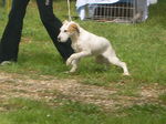 Istrian Coarse-haired Hound