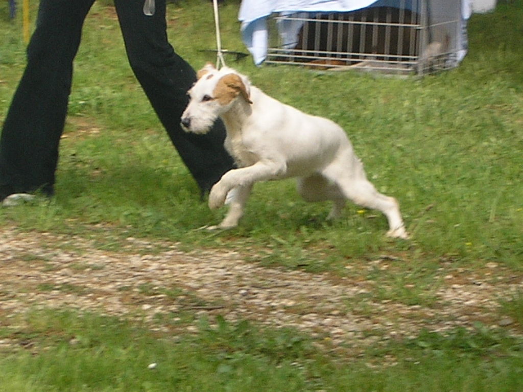 Istrian Coarse-haired Hound wallpaper