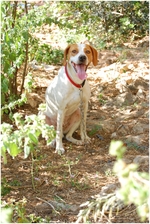 Istrian Shorthaired Hound dog in the forest