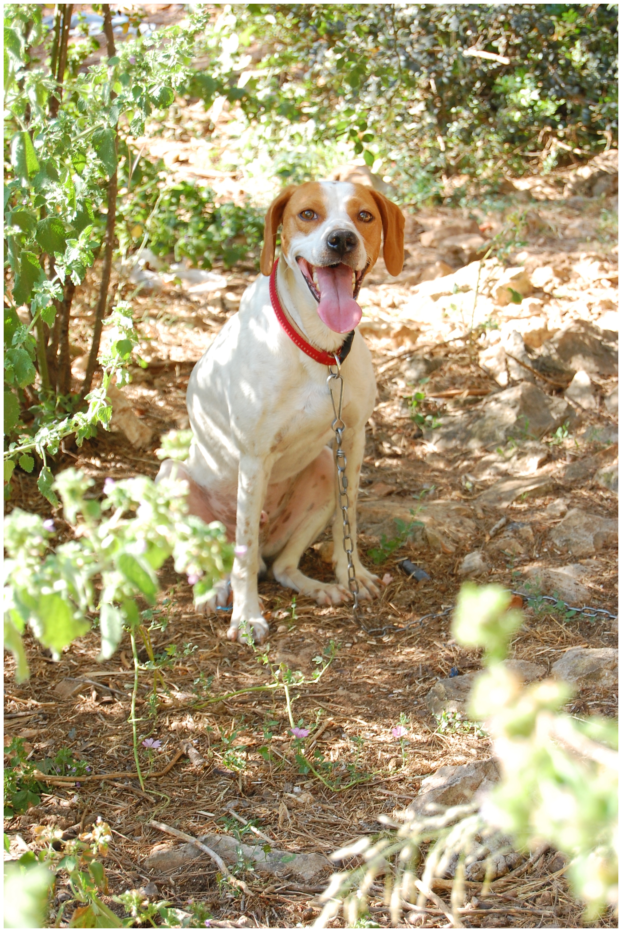 should i get a istrian shorthaired hound