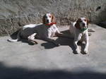 Istrian Shorthaired Hound dogs