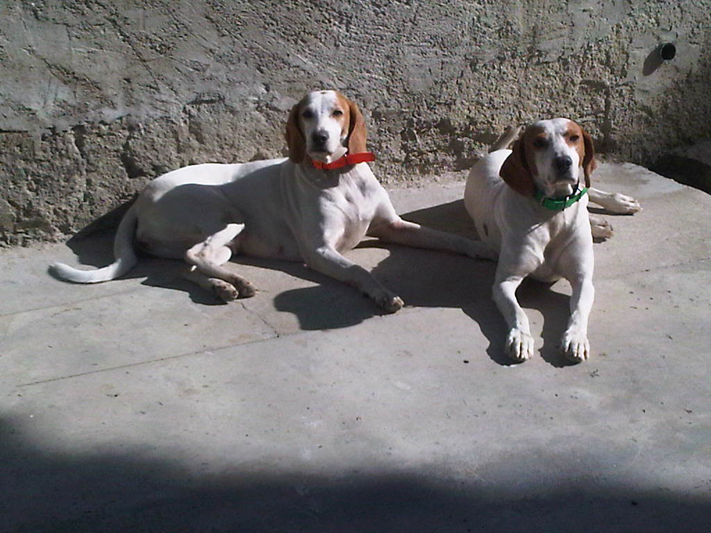 should i get a istrian shorthaired hound