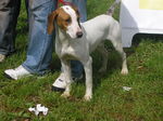 Istrian Shorthaired Hound