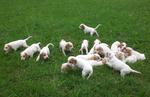 Istrian Shorthaired Hound puppies