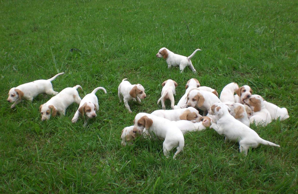 Istrian Shorthaired Hound Puppies Photo And Wallpaper Beautiful Istrian Shorthaired Hound Puppies Pictures