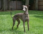 Italian Greyhound dog on the grass