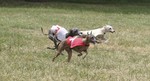 Italian Greyhound dogs in competition