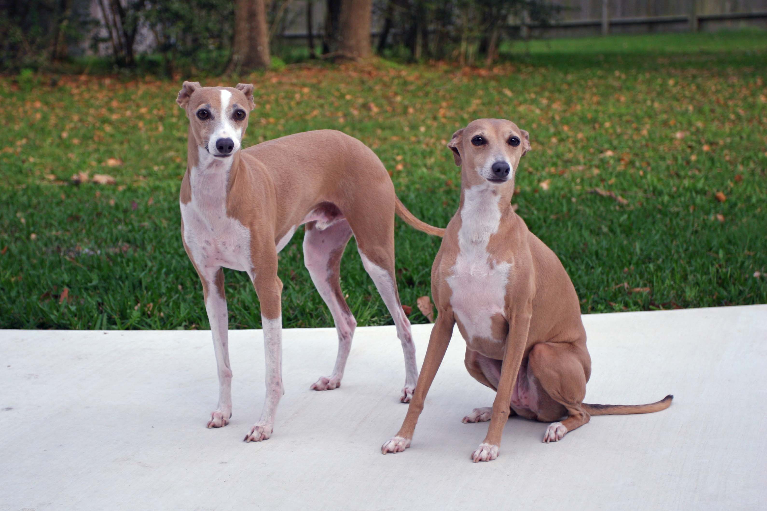 Italian Greyhound dogs wallpaper