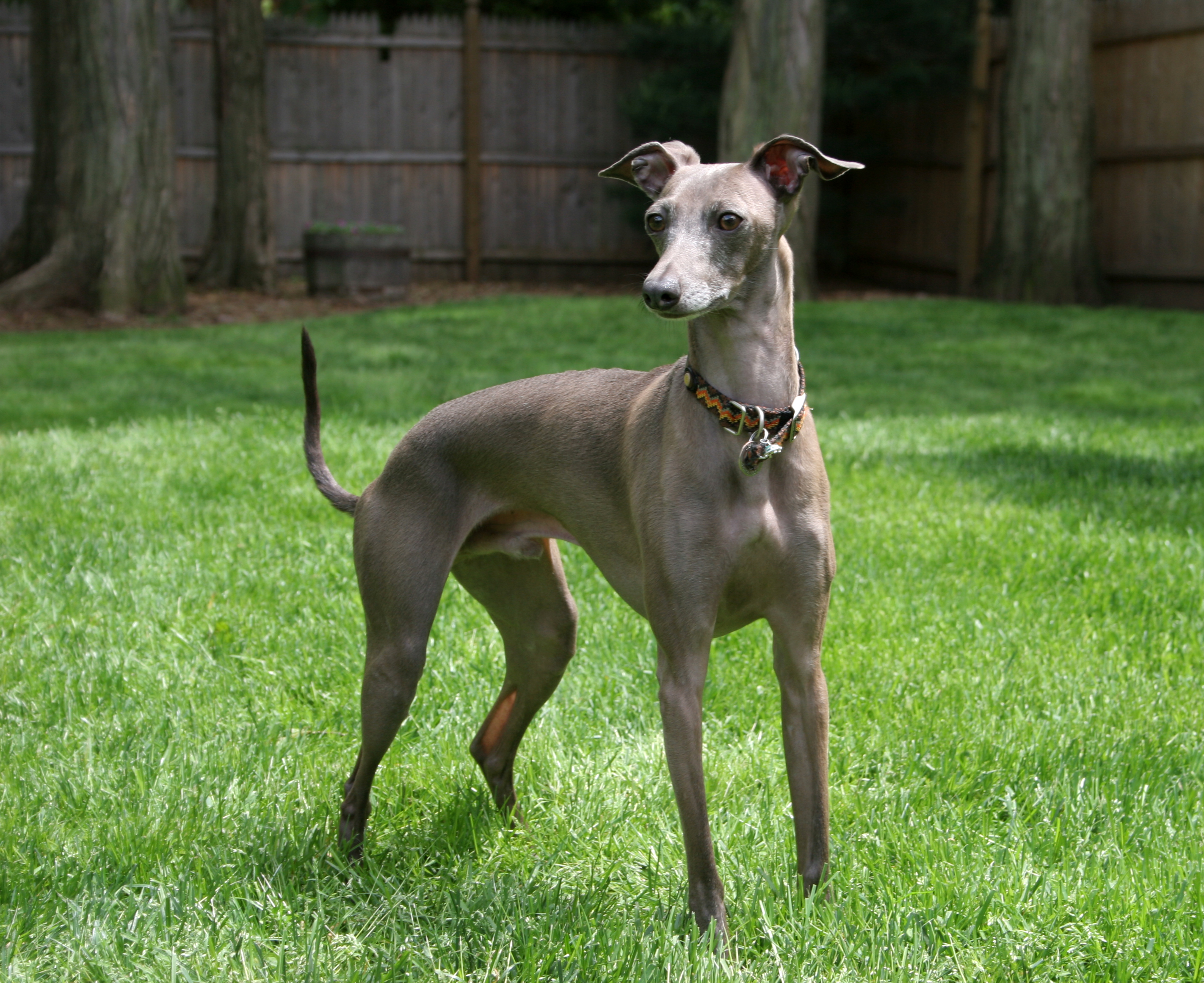 Italian Greyhound wallpaper