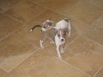 Italian Greyhound puppies