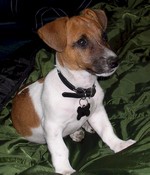 Jack Russell Terrier dog on the grass