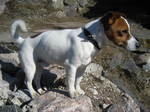 Jack Russell Terrier dog on the mountain