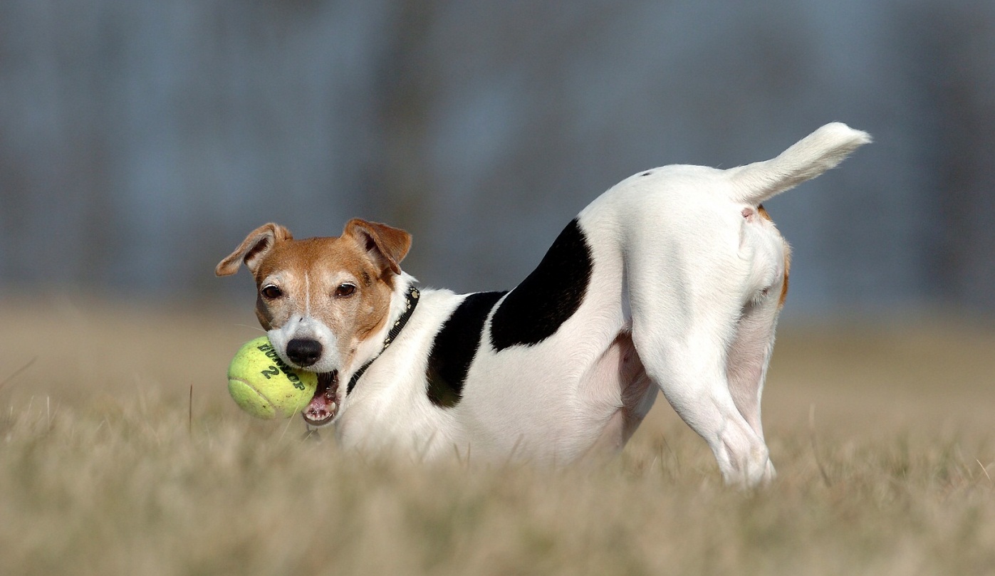 Jack Russell Terrier wallpaper