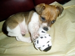 Jack Russell Terrier puppy with a ball