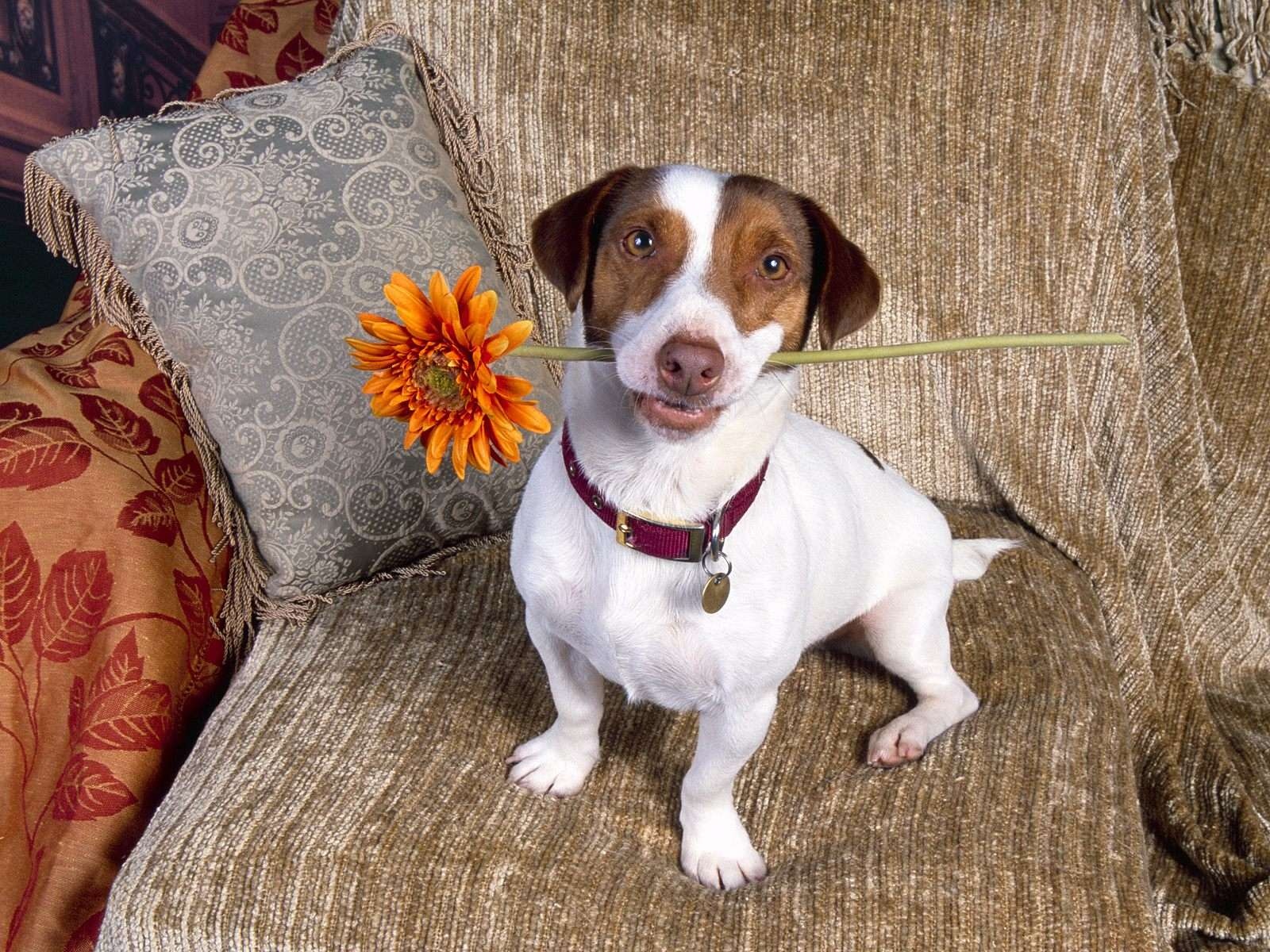 Jack Russell Terrier puppy with a flower wallpaper