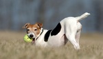 Jack Russell Terrier with a ball