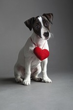 Jack Russell Terrier with heart