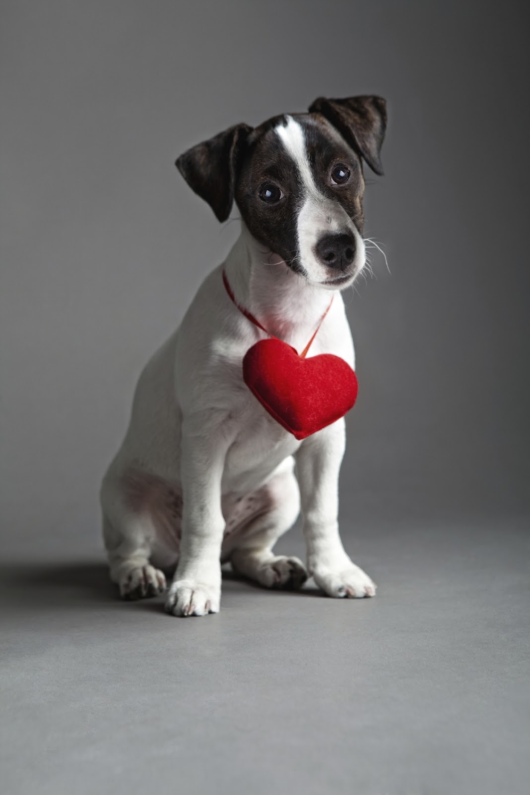 Jack Russell Terrier with heart фото