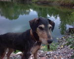 Jagdterrier dog near the water