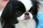 Japanese Chin dog face