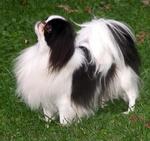 Japanese Chin dog on the grass