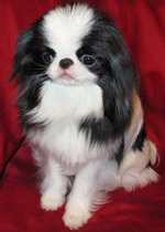 Japanese Chin dog portrait 