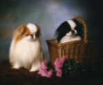 Japanese Chin dogs