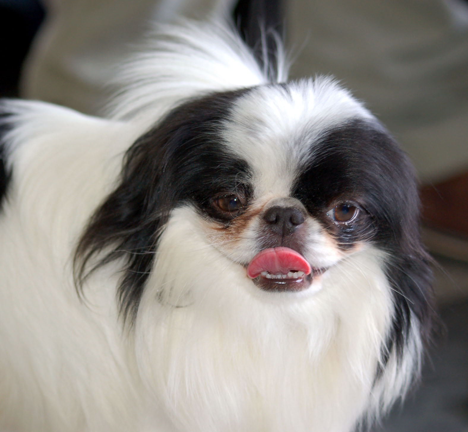 Japanese Chin wallpaper