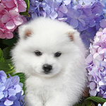 Japanese Spitz in flowers