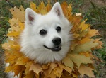 Japanese Spitz in leaves