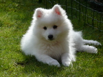 Japanese Spitz on the grass