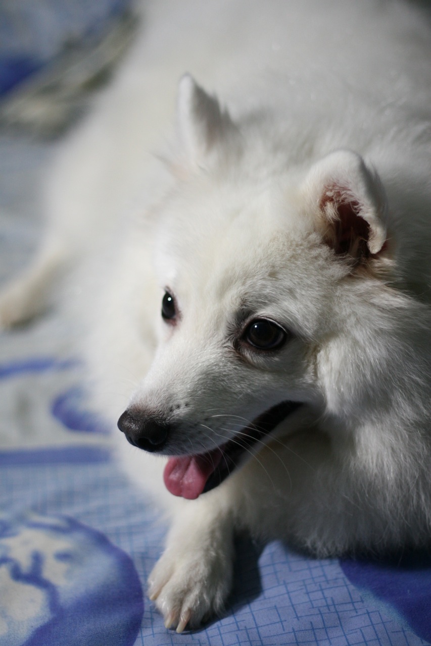 Japanese Spitz wallpaper