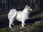 Japanese Spitz Simba